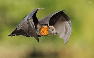 Flying Bat